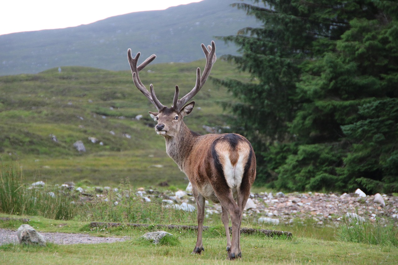 Glencoe valley