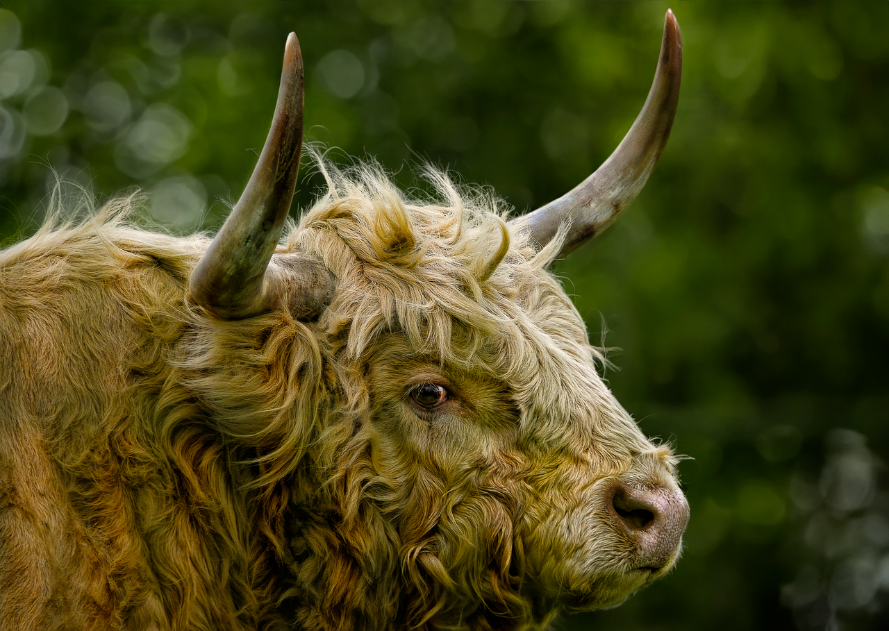 Highland cattle